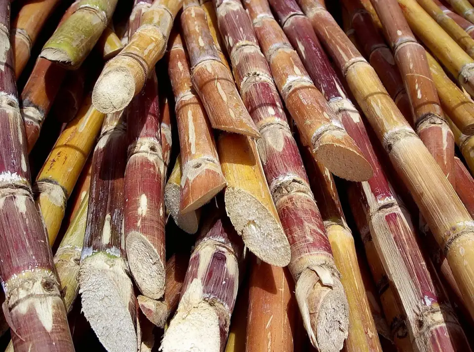 Tutorial: How to Plant Sugarcane (VIDEO)