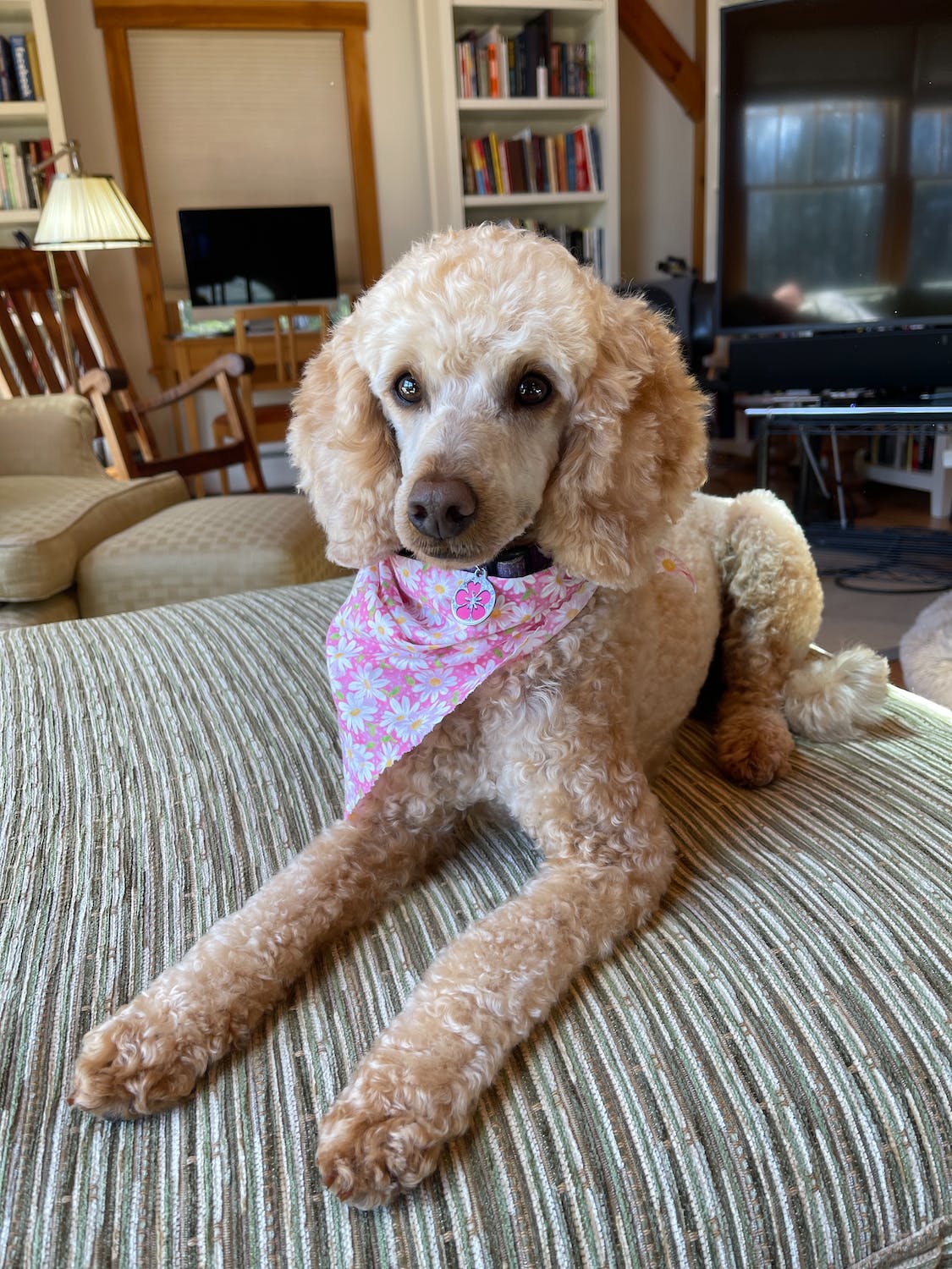 Top 10 Best Pets for Apartments