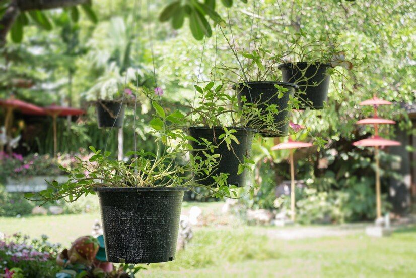 Cum alegi plantele de exterior pentru a te bucura de mai mult oxigen în curte