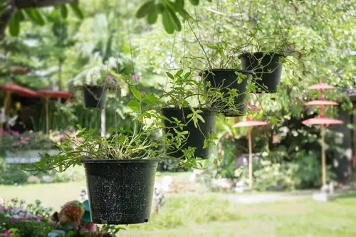 Cum alegi plantele de exterior pentru a te bucura de mai mult oxigen în curte