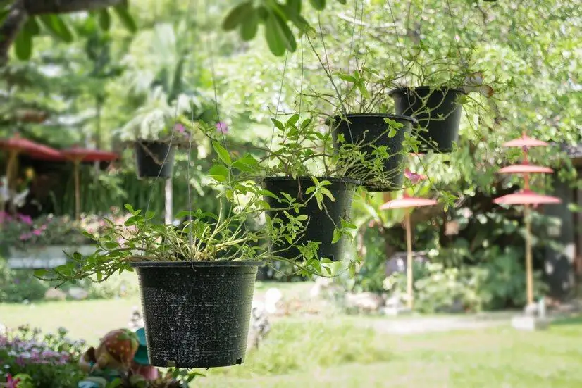 Cum alegi plantele de exterior pentru a te bucura de mai mult oxigen în curte