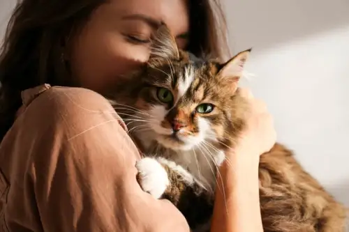 De ce iubim pisicile? Fascinația oamenilor pentru aceste feline misterioase