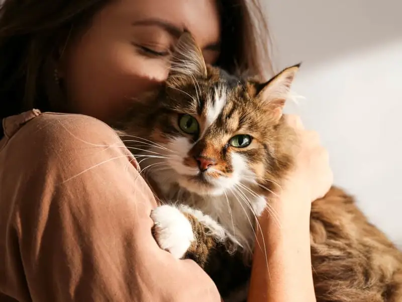 De ce iubim pisicile? Fascinația oamenilor pentru aceste feline misterioase