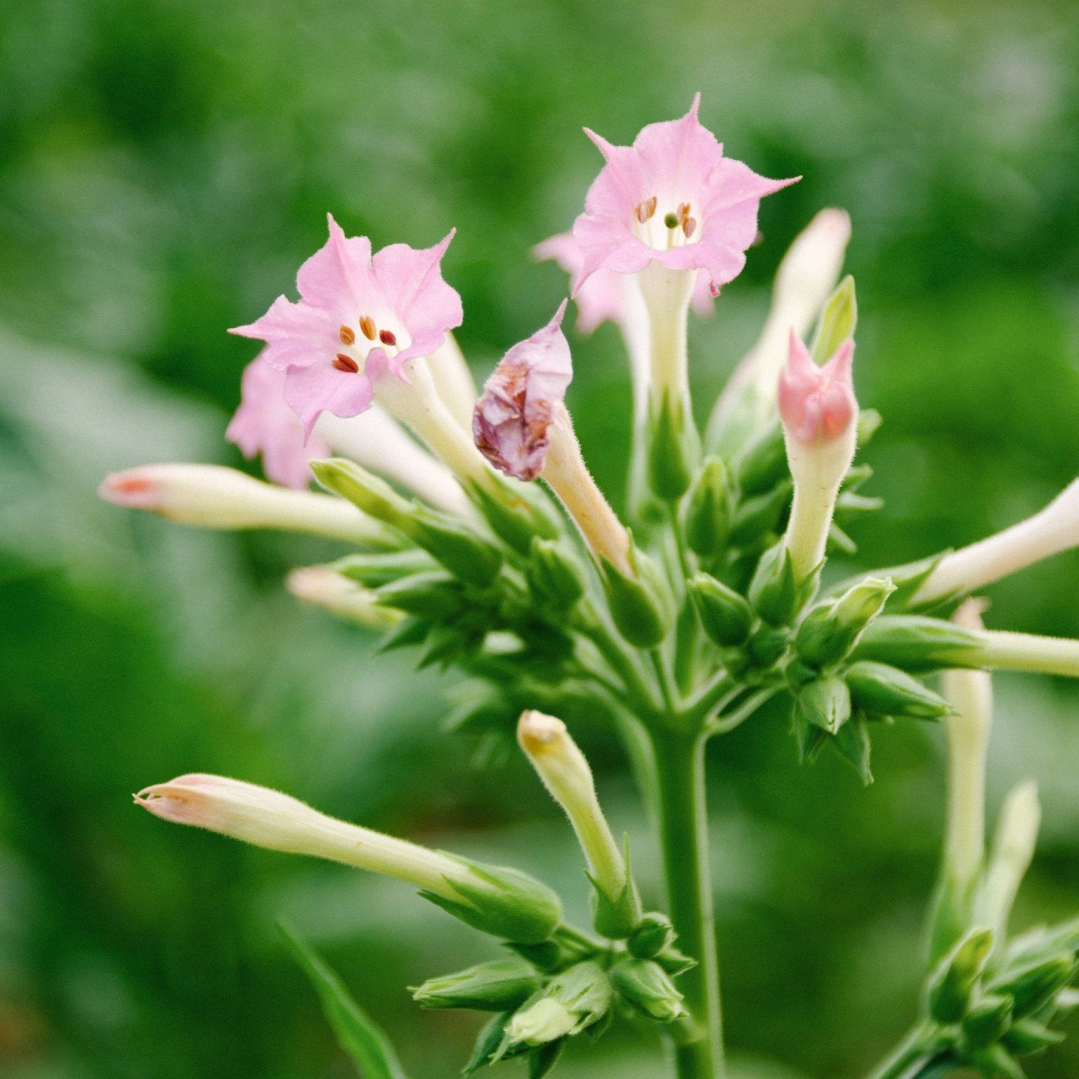6 plante parfumate care infloresc seara
