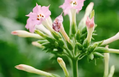 6 Fragrant Plants That Bloom in the Evening