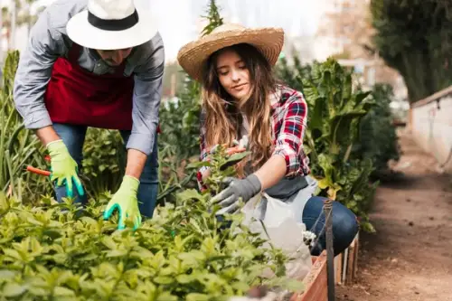 Cum să protejezi grădina de dăunători în mod natural – Metode ecologice și soluții naturale pentru a preveni și combate dăunătorii în grădină, fără substanțe chimice.