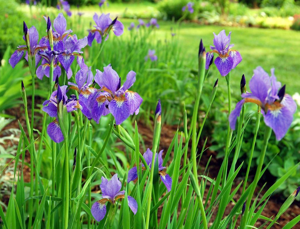 Planting Irises: A Guide
