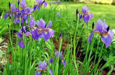 Planting Irises: A Guide