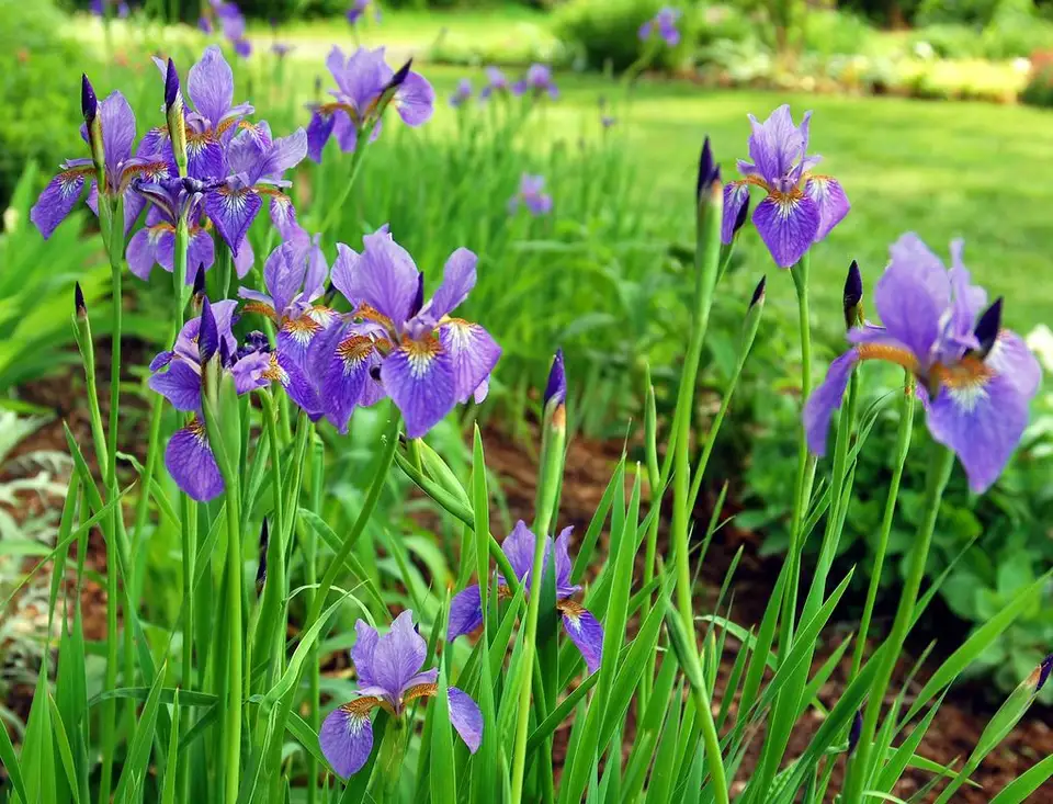 Planting Irises: A Guide