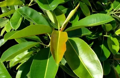 The Ficus: Useful Care Tips