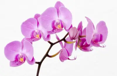 How to Plant an Orchid