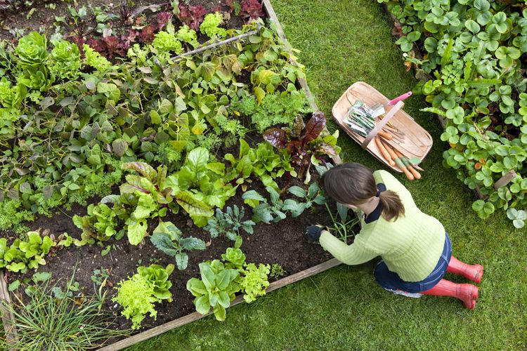 How to Transform Any Backyard Corner into a Raised Bed Garden