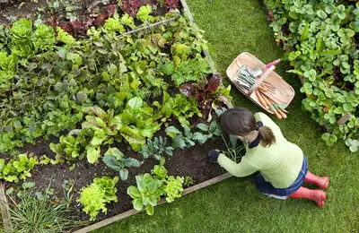 Cum să transformi orice colț de curte într-o grădină de tip „Raised Bed” (paturi supraînălțate)
