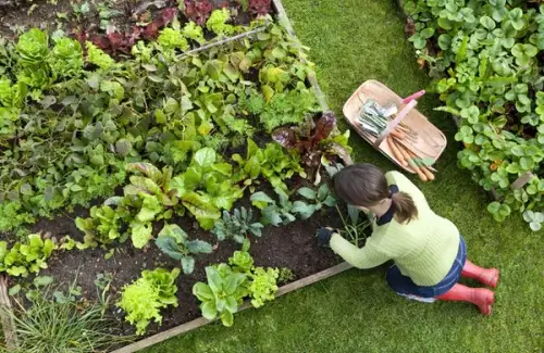 Cum să transformi orice colț de curte într-o grădină de tip „Raised Bed” (paturi supraînălțate)