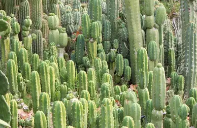 Tutorial: How to Plant a Cactus (VIDEO)