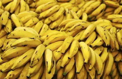 How Bananas Grow and Are Harvested (VIDEO)