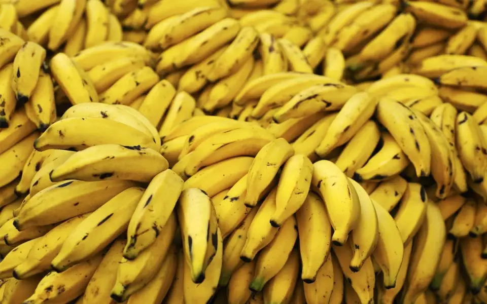 Cum cresc si cum se culeg bananele? (VIDEO)