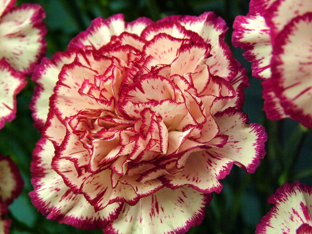 Tutorial: How to Plant Carnations (VIDEO)