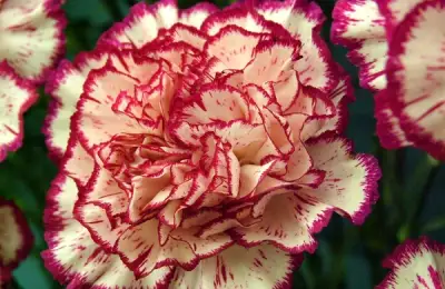 Tutorial: How to Plant Carnations (VIDEO)