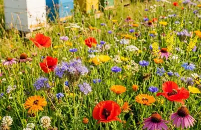 Grădinărit în luna mai. Cum să-ți multiplici gratuit plantele preferate: lecția generozității în pași simpli