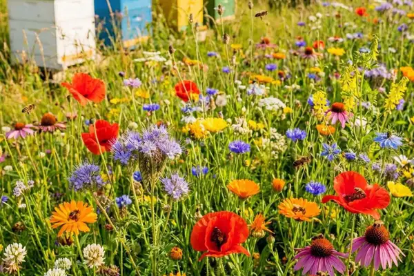 Grădinărit în luna mai. Cum să-ți multiplici gratuit plantele preferate: lecția generozității în pași simpli
