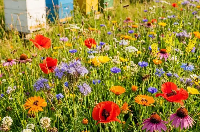 Grădinărit în luna mai. Cum să-ți multiplici gratuit plantele preferate: lecția generozității în pași simpli