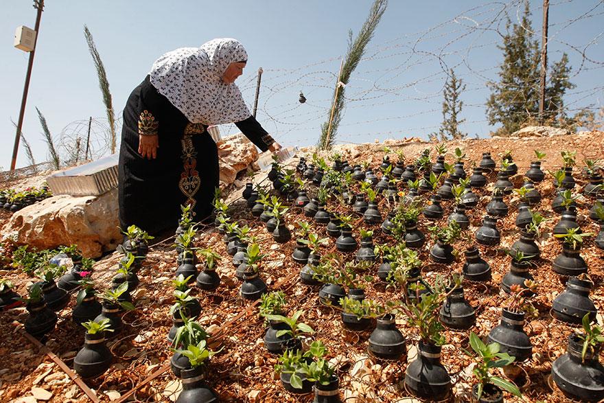 UIMITOR! O femeie palestiniana planteaza flori in grenadele aruncate de armata Israelului!