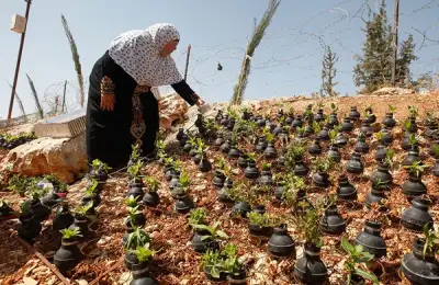 Amazing! A Palestinian woman plants flowers in grenades thrown by the Israeli army!