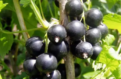 How to Plant Raspberries (VIDEO)
