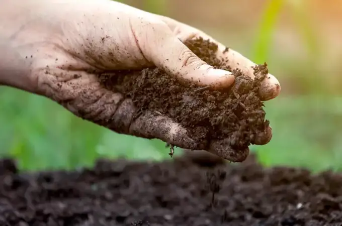 Alchimia pământului românesc: Ghid si sfaturi pentru a înțelege solul din grădină.