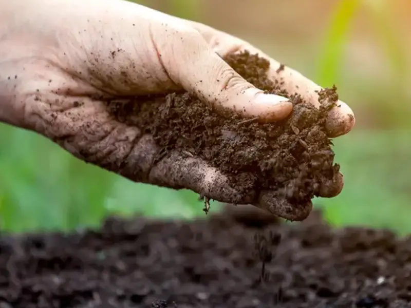 Alchimia pământului românesc: Ghid si sfaturi pentru a înțelege solul din grădină.
