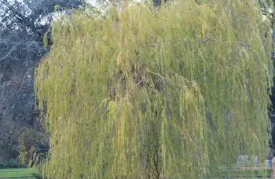 Unique Shrub Types Ideal for Garden Planting