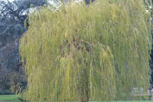 Tipuri de arbuști cu formă inedită, ideali pentru plantare în grădină
