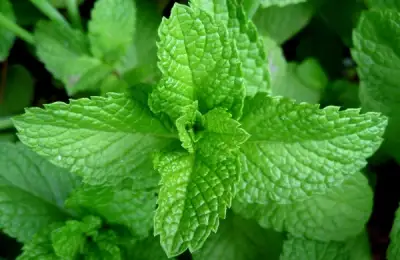 How to Plant Mint (VIDEO)
