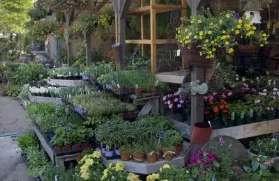 Gardening Tips for Beginners