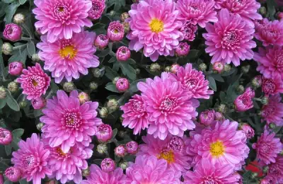 Chrysanthemum: Useful Tips for Planting and Care
