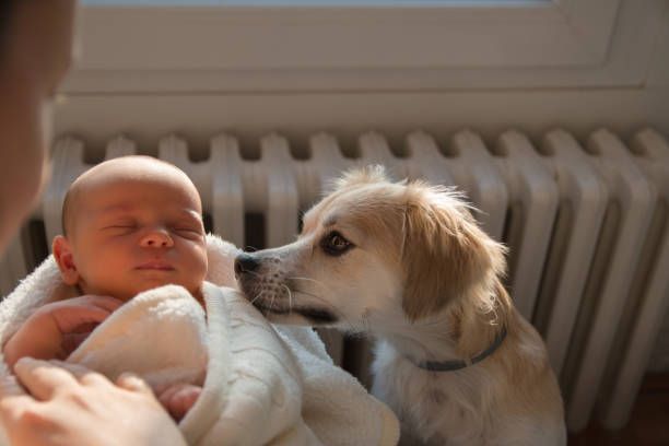 Tips for Living with a Baby and a Pet