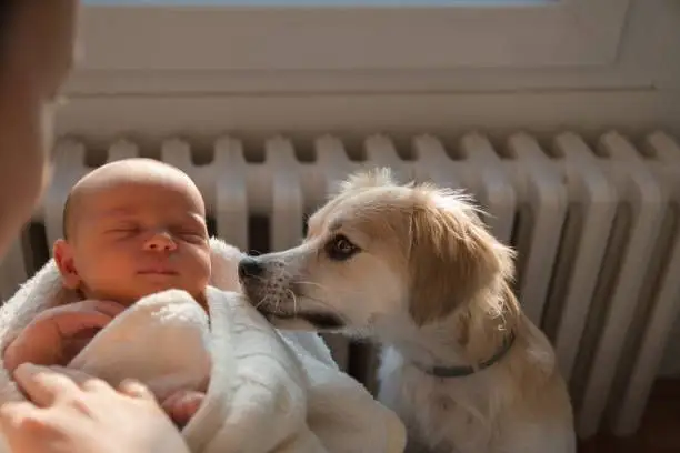 Sfaturi pentru conviețuirea unui bebeluș cu un animal de companie