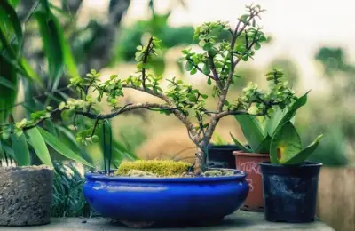 Bonsai Care, Propagation, and Shaping