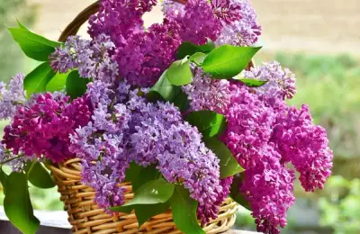 Lilac: Planting and Care Requirements