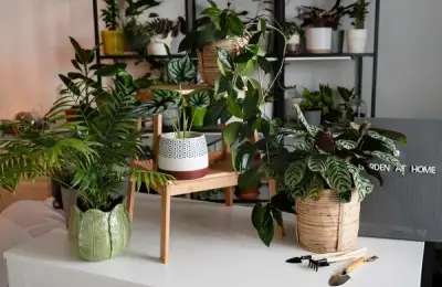 Choosing Plants for a Small Apartment