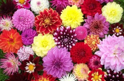 Houseplants for Your Home: Dahlias