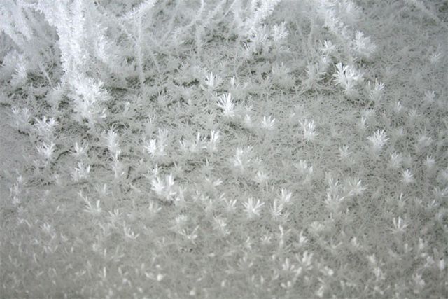 The Amazing Tree Branch Crystallization Installation by Onishi Yasuaki