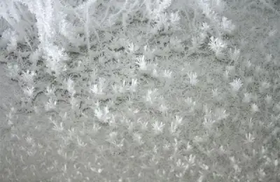 The Amazing Tree Branch Crystallization Installation by Onishi Yasuaki
