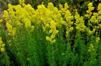 Sânzienele: The Magical Flowers of Summer - Beauty, Traditions, and Secrets