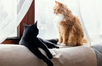 Why Cats Make Excellent Apartment Companions