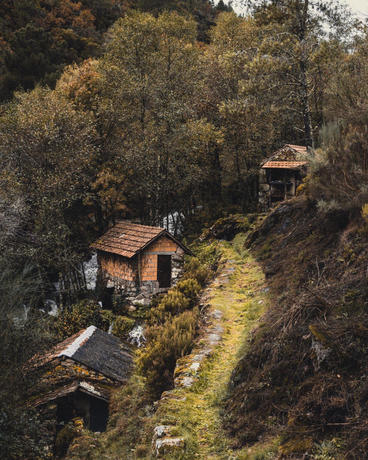 Spații Verzi Interioare: Cum să Îți Creezi un Sanctuar Natural Acasă