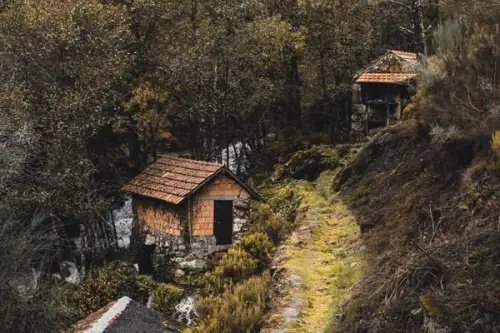Spații Verzi Interioare: Cum să Îți Creezi un Sanctuar Natural Acasă