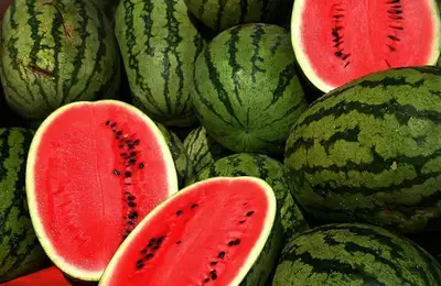 Tutorial: How to Plant Watermelons (VIDEO)