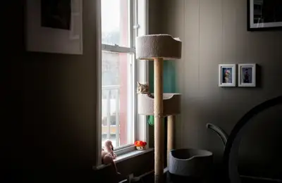 Everyday Habits for a Happy Apartment Cat